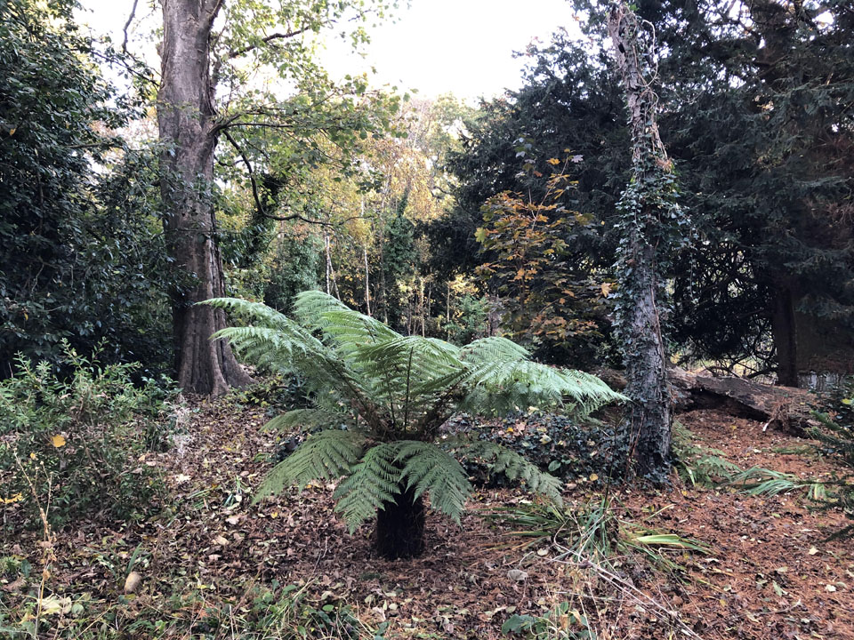 winter-is-upon-us-at-ngs-garden-ferns-lodge-3